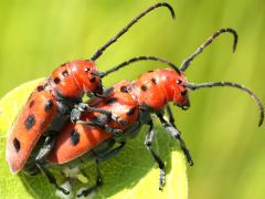 (Red Milkweed Beetle) mating (Red Milkweed Beetle) mating