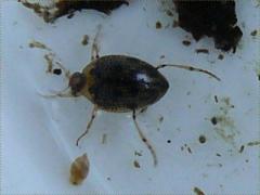 (Crawling Water Beetle) dorsal (Crawling Water Beetle) dorsal
