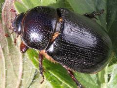 (Carrot Beetle) dorsal (Carrot Beetle) dorsal