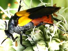 (Wedge-shaped Beetle) female on Rattlesnake Master (Wedge-shaped Beetle) female on Rattlesnake Master
