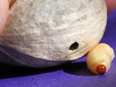 (Pecan Weevil) larva head on Mockernut Hickory (Pecan Weevil) larva head on Mockernut Hickory