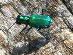 (Six-spotted Tiger Beetle) dorsal (Six-spotted Tiger Beetle) dorsal
