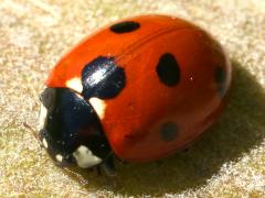 (Seven-spotted Lady Beetle) dorsal (Seven-spotted Lady Beetle) dorsal