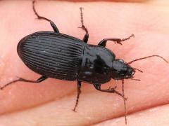 (Blackclock Ground Beetle) dorsal (Blackclock Ground Beetle) dorsal