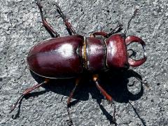 (Reddish-brown Stag Beetle) male dorsal (Reddish-brown Stag Beetle) male dorsal