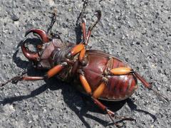 (Reddish-brown Stag Beetle) male ventral (Reddish-brown Stag Beetle) male ventral