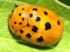 (Argus Tortoise Beetle) dorsal (Argus Tortoise Beetle) dorsal