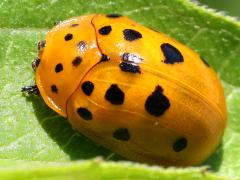 (Argus Tortoise Beetle) profile (Argus Tortoise Beetle) profile