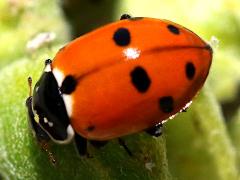 (Variegated Lady Beetle) dorsal (Variegated Lady Beetle) dorsal