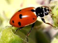 (Variegated Lady Beetle) profile (Variegated Lady Beetle) profile