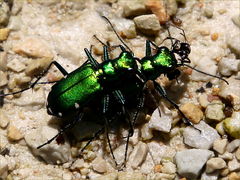 (Six-spotted Tiger Beetle) mating (Six-spotted Tiger Beetle) mating