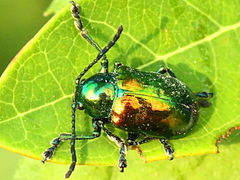 (Dogbane Beetle) on Hemp Dogbane (Dogbane Beetle) on Hemp Dogbane