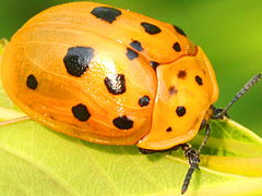 (Argus Tortoise Beetle) dorsal (Argus Tortoise Beetle) dorsal