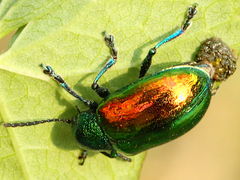 (Dogbane Beetle) female eggs (Dogbane Beetle) female eggs
