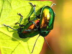(Dogbane Beetle) mating (Dogbane Beetle) mating