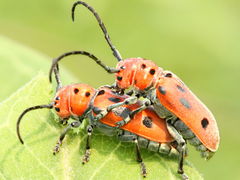(Red Milkweed Beetle) mating (Red Milkweed Beetle) mating