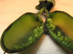 (Baptisia Seed Pod Weevil) eggs on White False Indigo (Baptisia Seed Pod Weevil) eggs on White False Indigo
