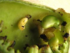 (Baptisia Seed Pod Weevil) larvae on White False Indigo (Baptisia Seed Pod Weevil) larvae on White False Indigo
