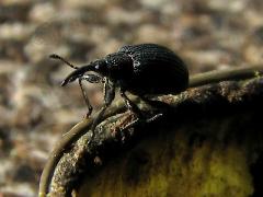 (Baptisia Seed Pod Weevil) profile on White False Indigo (Baptisia Seed Pod Weevil) profile on White False Indigo