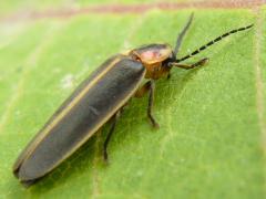 (Common Eastern Firefly) dorsal (Common Eastern Firefly) dorsal