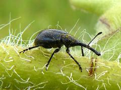 (Sunflower Headclipping Weevil) on Compass Plant (Sunflower Headclipping Weevil) on Compass Plant