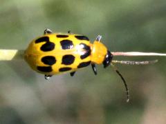 (Spotted Cucumber Beetle) dorsal (Spotted Cucumber Beetle) dorsal