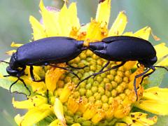 (Black Blister Beetle) mating (Black Blister Beetle) mating