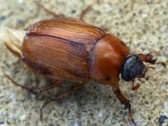 (Phyllophaga May Beetle) dorsal (Phyllophaga May Beetle) dorsal