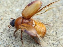 (Phyllophaga May Beetle) wings (Phyllophaga May Beetle) wings