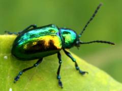 (Dogbane Beetle) crawling (Dogbane Beetle) crawling