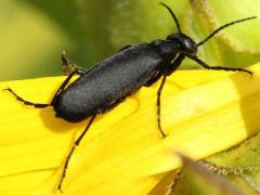 (Black Blister Beetle) dorsal (Black Blister Beetle) dorsal