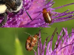 (Nigripalpis Flea Beetle) on Bull Thistle (Nigripalpis Flea Beetle) on Bull Thistle