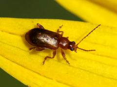 (Nigripalpis Flea Beetle) on Compass Plant (Nigripalpis Flea Beetle) on Compass Plant