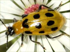 (Spotted Cucumber Beetle) on Heath Aster (Spotted Cucumber Beetle) on Heath Aster