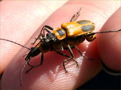 (Goldenrod Soldier Beetle) mating Natalie (Goldenrod Soldier Beetle) mating Natalie