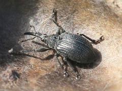(Baptisia Seed Pod Weevil) dorsal on White False Indigo (Baptisia Seed Pod Weevil) dorsal on White False Indigo