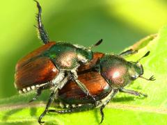 (Japanese Beetle) mating (Japanese Beetle) mating