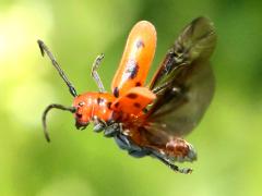 (Red Milkweed Beetle) freefalling (Red Milkweed Beetle) freefalling