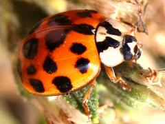 (Asian Lady Beetle) dorsal (Asian Lady Beetle) dorsal