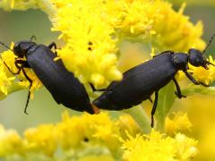 (Black Blister Beetle) mating pollen poop (Black Blister Beetle) mating pollen poop