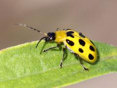 (Spotted Cucumber Beetle) dorsal (Spotted Cucumber Beetle) dorsal