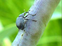 (Baptisia Seed Pod Weevil) ovipositing on White False Indigo (Baptisia Seed Pod Weevil) ovipositing on White False Indigo