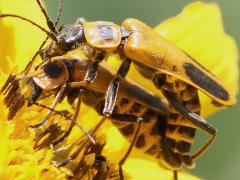 (Goldenrod Soldier Beetle) mating (Goldenrod Soldier Beetle) mating