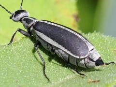 (Margined Blister Beetle) dorsal (Margined Blister Beetle) dorsal