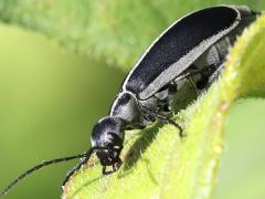 (Margined Blister Beetle) lateral (Margined Blister Beetle) lateral
