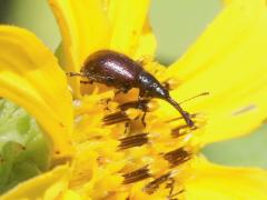 (Sunflower Headclipping Weevil) on Prairie Sunflower (Sunflower Headclipping Weevil) on Prairie Sunflower