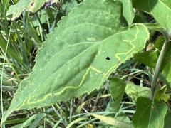 (Quinta Leafminer Fly) upperside mine on Drummond's Aster (Quinta Leafminer Fly) upperside mine on Drummond's Aster