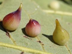 (Hickory Onion Gall Midge) underside galls on Shagbark Hickory (Hickory Onion Gall Midge) underside galls on Shagbark Hickory