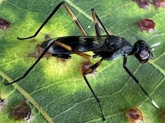 (Trivittata Stilt-legged Fly) lateral (Trivittata Stilt-legged Fly) lateral