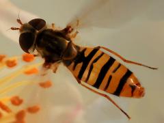 (Marmalade Hover Fly) female hovering (Marmalade Hover Fly) female hovering